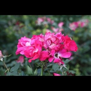 Meet your Posher, Jo